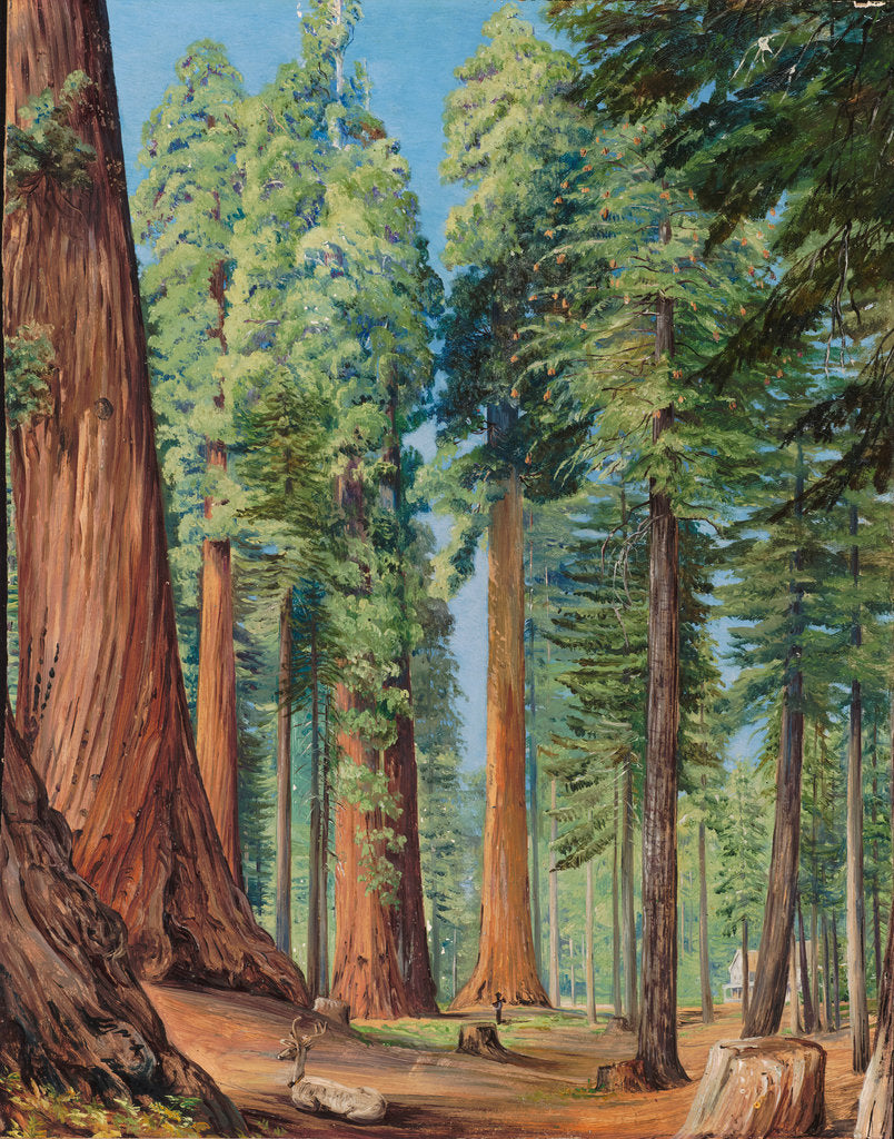 Detail of 154. The Calaveras Grove of the big tree, or Wellingtonia, in the evening, 1875 by Marianne North