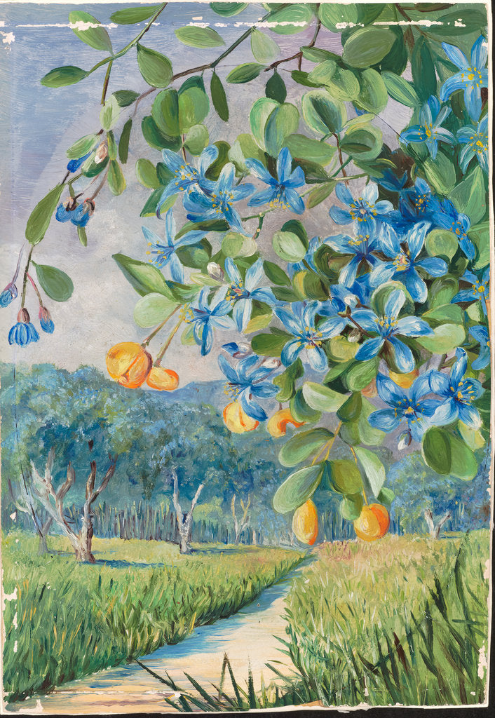 Detail of 168. Foliage, flowers, and fruit of lignum vitae, Jamaica, 1872 by Marianne North