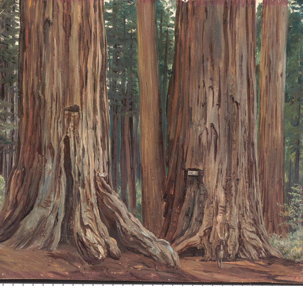 Detail of 184. Castor and pollux in the Calaveras Grove of big trees, California, 1875 by Marianne North