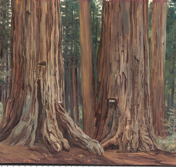 184. Castor and pollux in the Calaveras Grove of big trees, California, 1875 posters & prints by