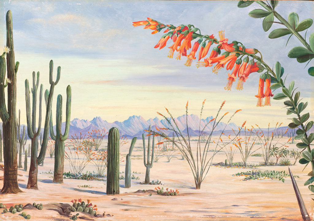 Detail of 185. Vegetation of the desert of Arizona, 1875 by Marianne North