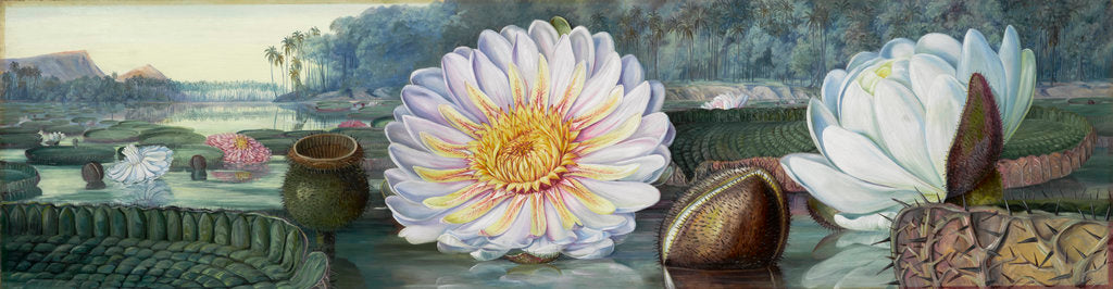 Detail of 1. Victoria regia. by Marianne North