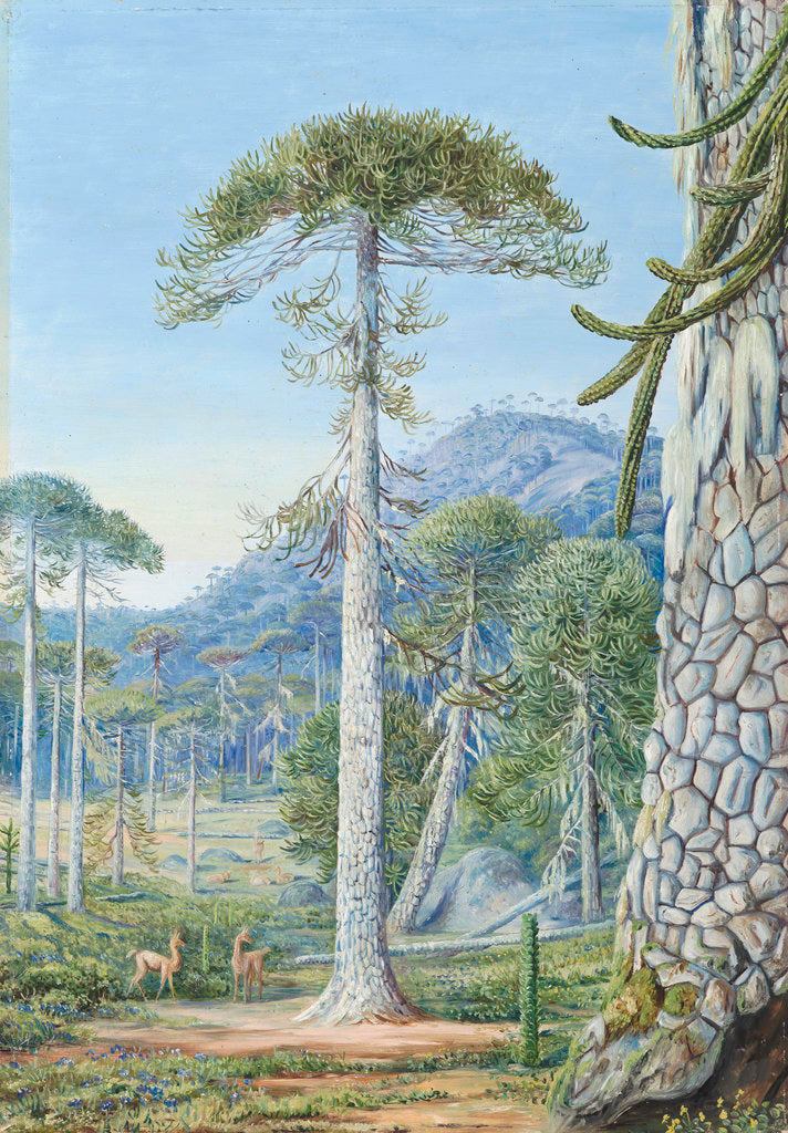 Detail of 4. Puzzle-Monkey Trees and Guanacos, Chili by Marianne North