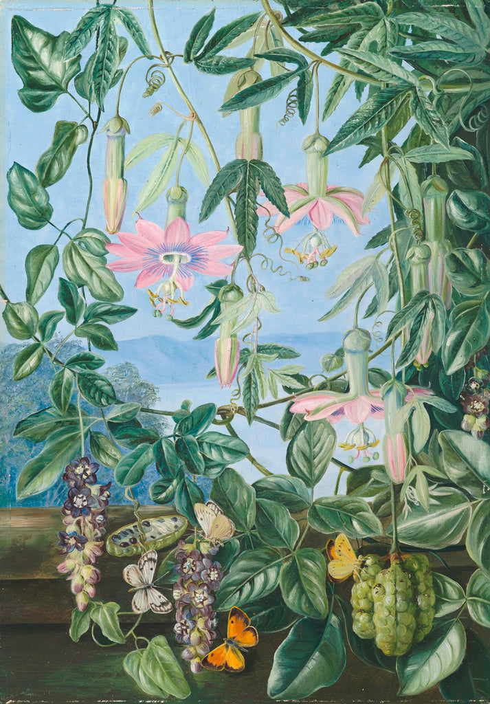 Detail of 13. Two Climbing Plants of Chili and Butterflies. by Marianne North