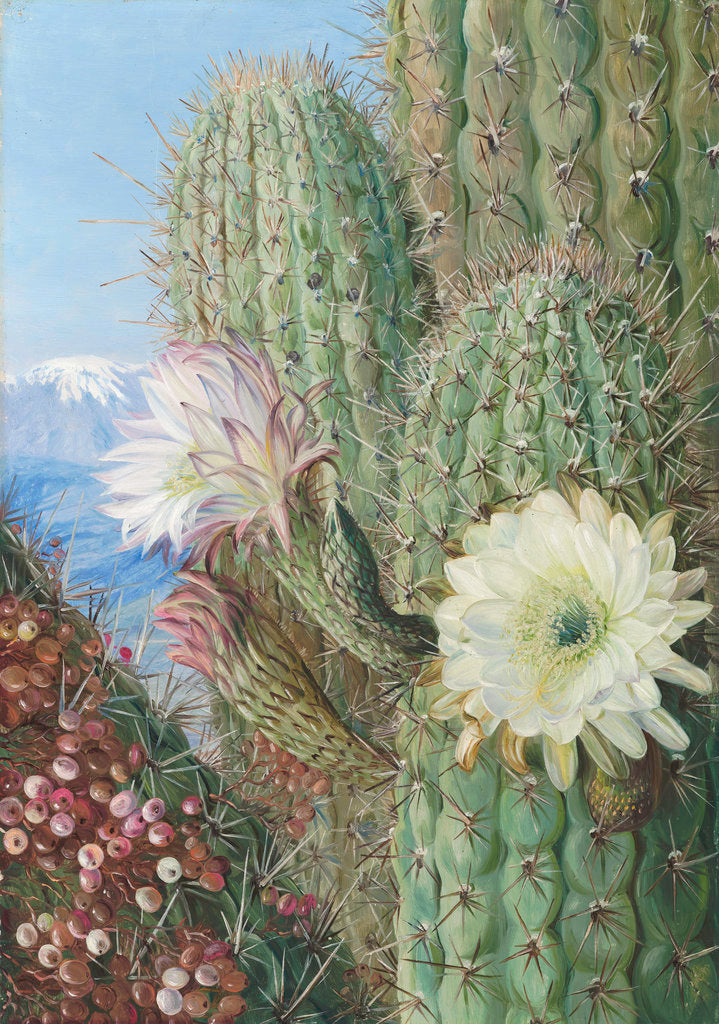 Detail of 23. A Chilian Cactus in flower and its leafless Parasite in fruit. by Marianne North