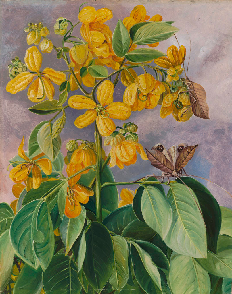 Detail of 33. Flowers of Cassia corymbosa in Minas Geraes, Brazil. by Marianne North