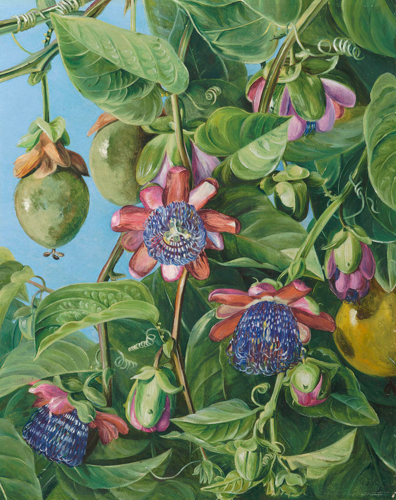 Detail of 37. Flowers and Fruit of the Maricojas Passion Flower, Brazil. by Marianne North
