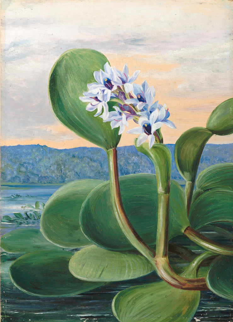 Detail of 38. A Tropical American Water Plant. by Marianne North