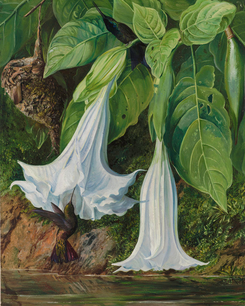 Detail of 47. Flowers of Datura and Humming Birds, Brazil. by Marianne North