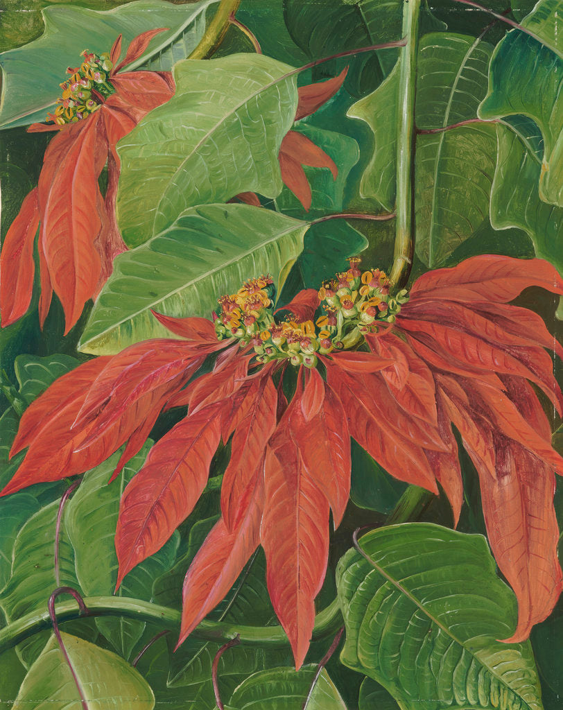 Detail of 60. Flor de Pascua or Easter Flower at Morro Velho, Brazil. by Marianne North