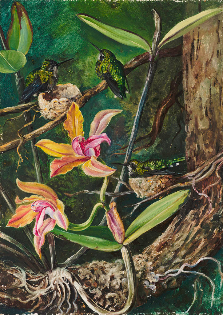 Detail of 96. Orchid and Humming Birds, Brazil. by Marianne North