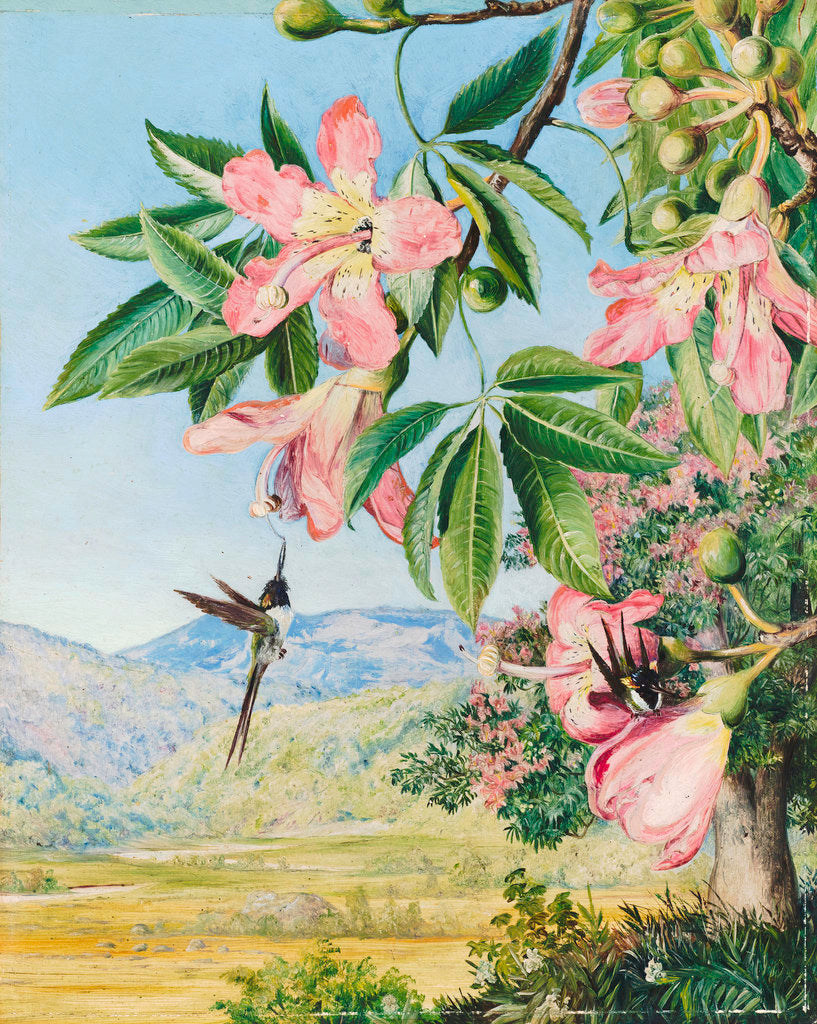 Detail of 97. Foliage and Flowers of a Coral tree and double-crested Humming Birds, Brazil. by Marianne North