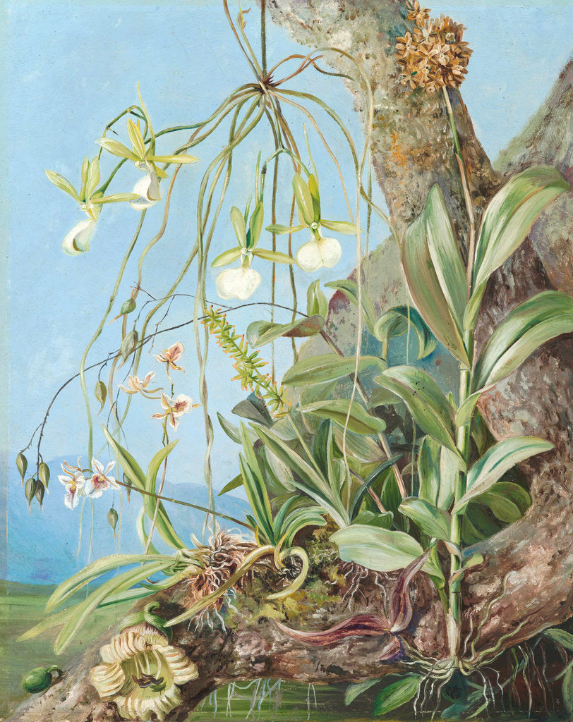 Detail of 111. Jamaica Orchids growing on a branch of the Calabash tree. by Marianne North