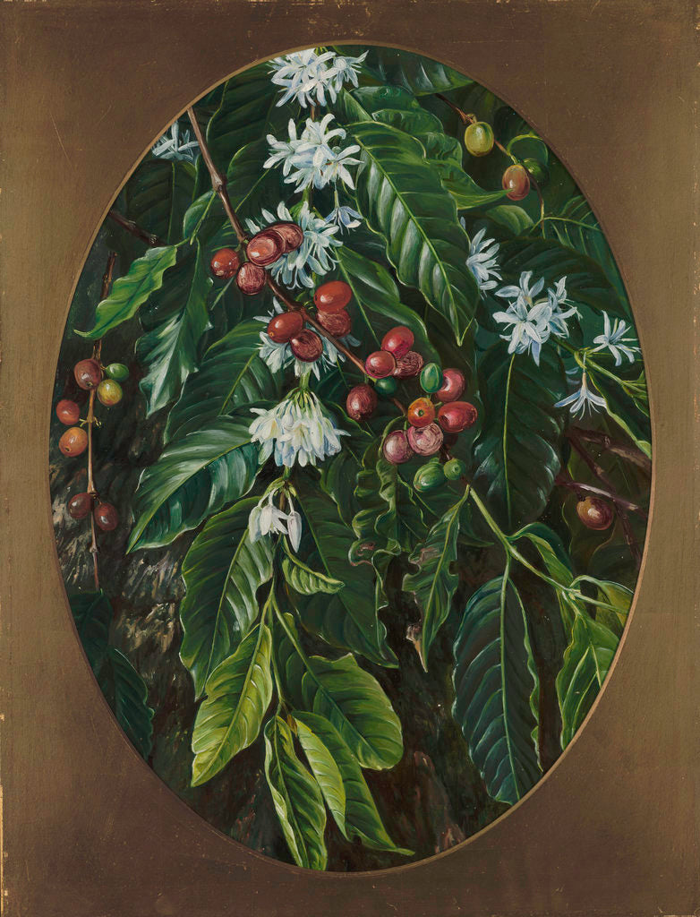 Detail of 153. Foliage, flowers, and fruit of the Coffee, Jamaica. by Marianne North
