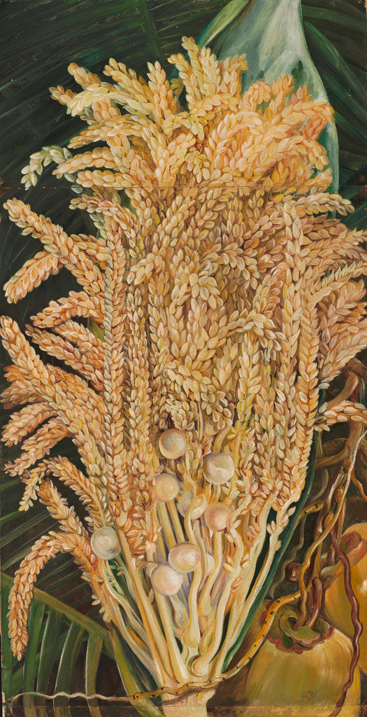 Detail of 156. Inflorescence and ripe Nuts of the Cocoanut Palm. by Marianne North
