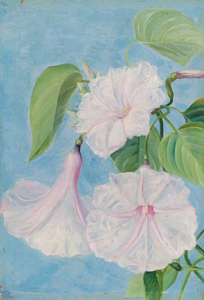 Detail of 158. Flowers of a Shrubby Convolvulus, Jamaica. by Marianne North