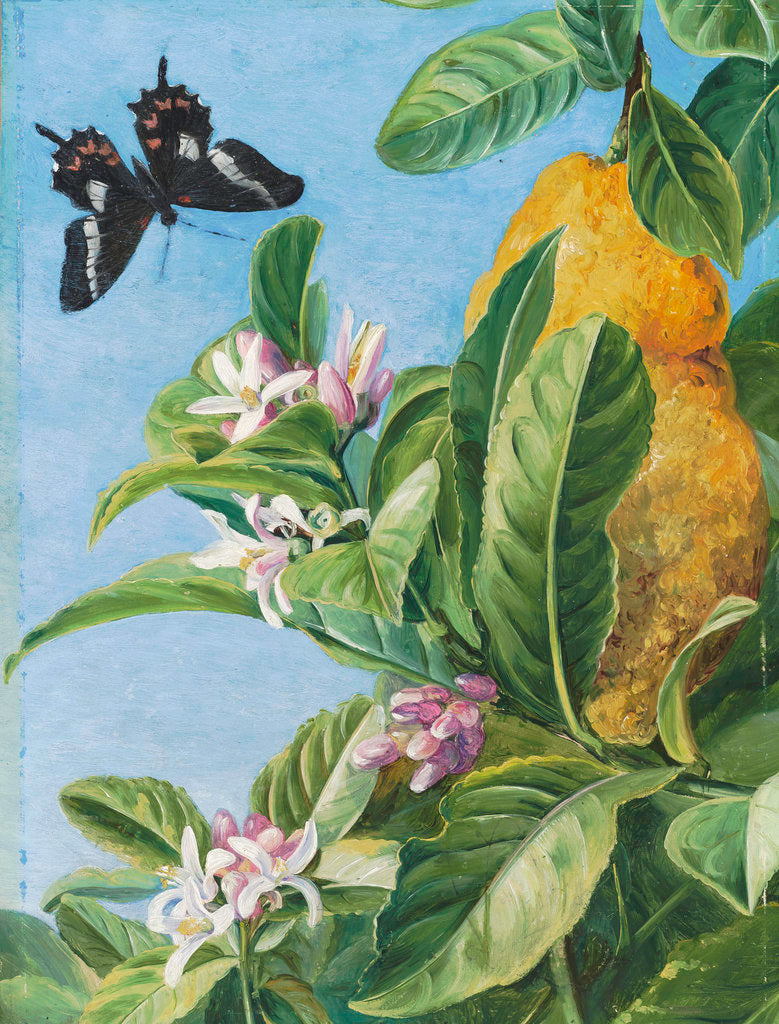 Detail of 186. Foliage, Flowers and Fruit of the Citron, and Butterfly; painted in Brazil. by Marianne North