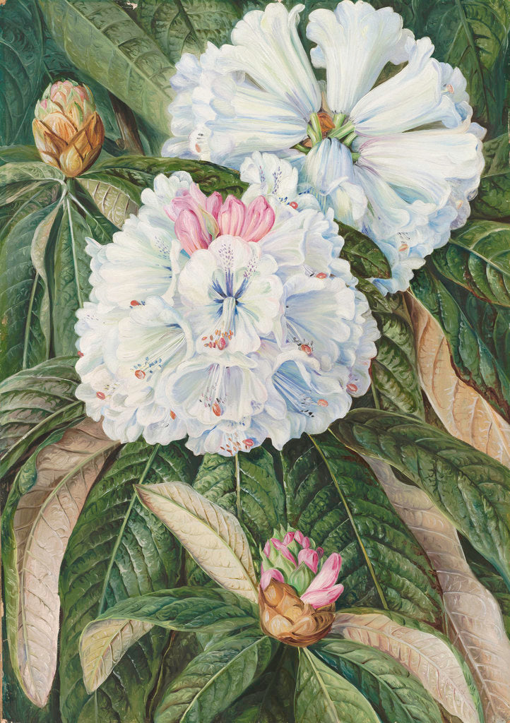 Detail of 234. Foliage and Flowers of the Indian Rhododendron grande. by Marianne North