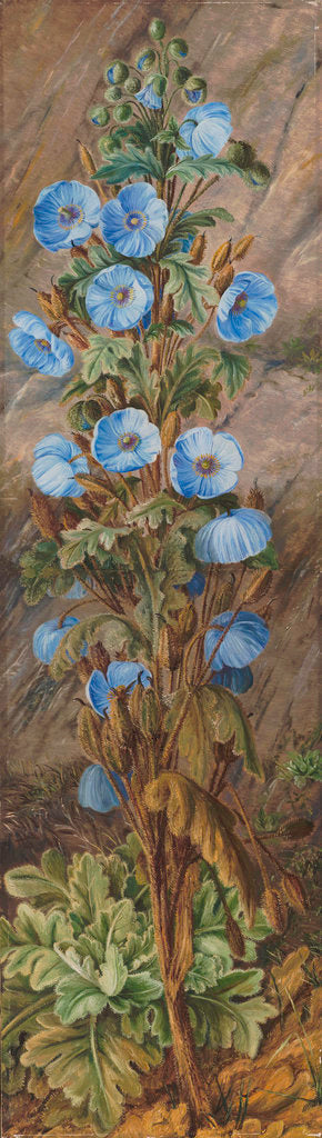 Detail of 252. Blue Poppy growing on Mt. Tonglo, Sikkim-Himalaya. by Marianne North