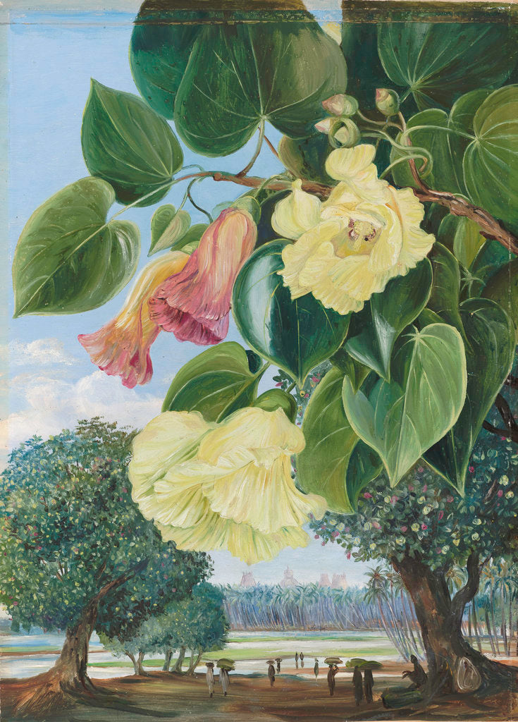 Detail of 256. Foliage and Flowers of the Suriya or Portia; the Pagodas of Madura in the distance. by Marianne North