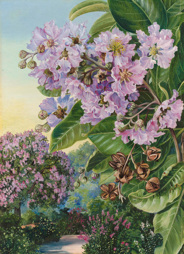 Detail of 257. Foliage, Flowers, and Fruit of a Forest Tree of India. by Marianne North