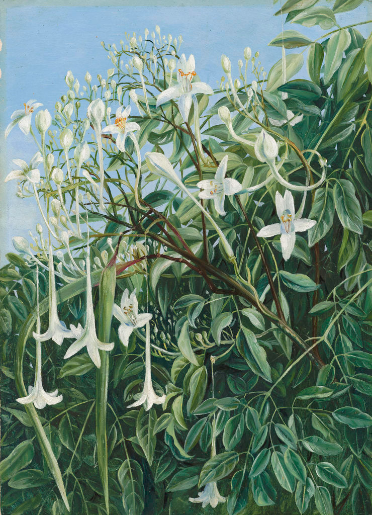 Detail of 286. Foliage, Flowers, and Fruit of Millingtonia hortensis. by Marianne North