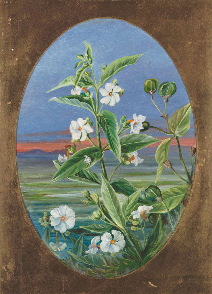Detail of 307. The Night Jessamine. by Marianne North