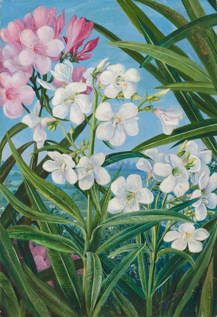 Detail of 341. The Oleander. by Marianne North