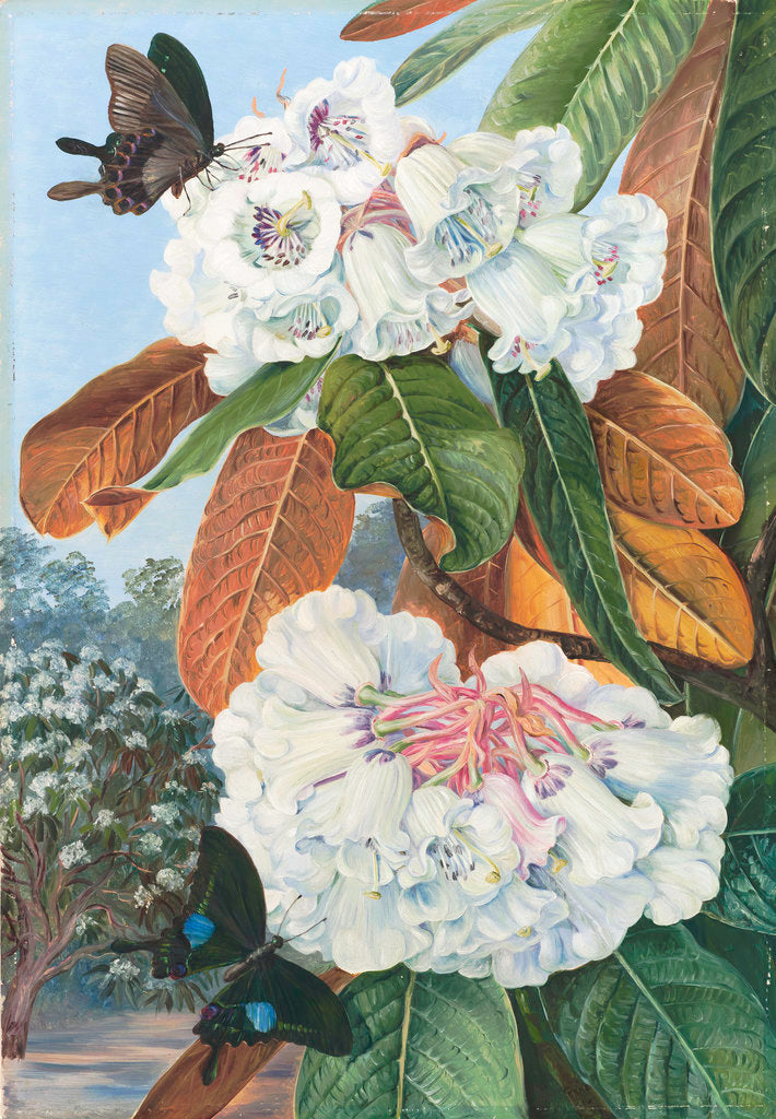 Detail of 346. Rhododendron Falconeri, from the Mountains of North India. by Marianne North