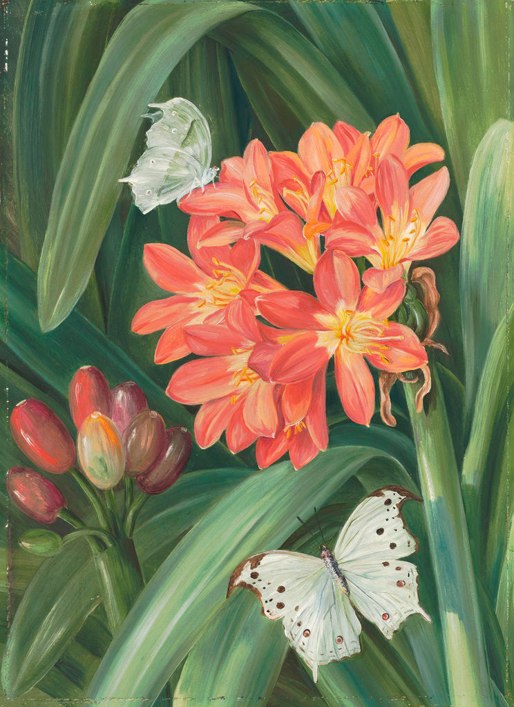 Detail of 352. Clivia miniata and Moths, Natal. by Marianne North