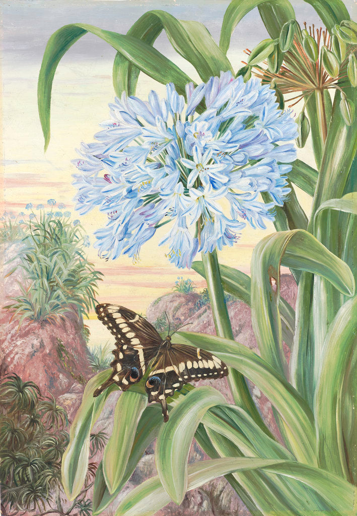 Detail of 357. Blue Lily and large Butterfly, Natal. by Marianne North