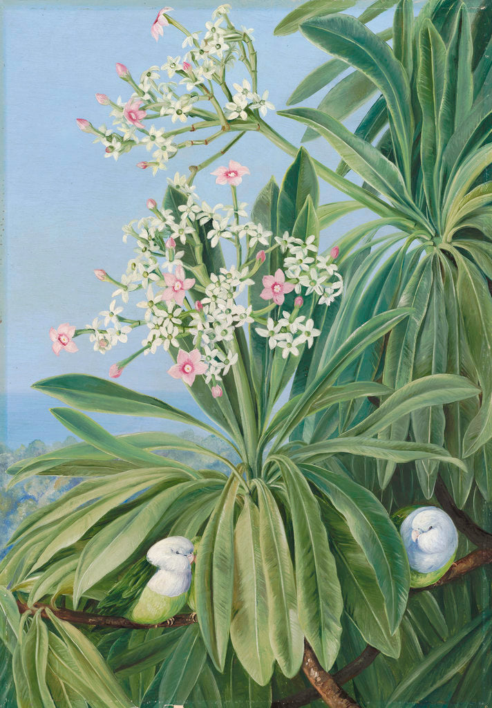Detail of 358. Ordeal Plant or Tanghin and Parokeets of Madagasear. by Marianne North