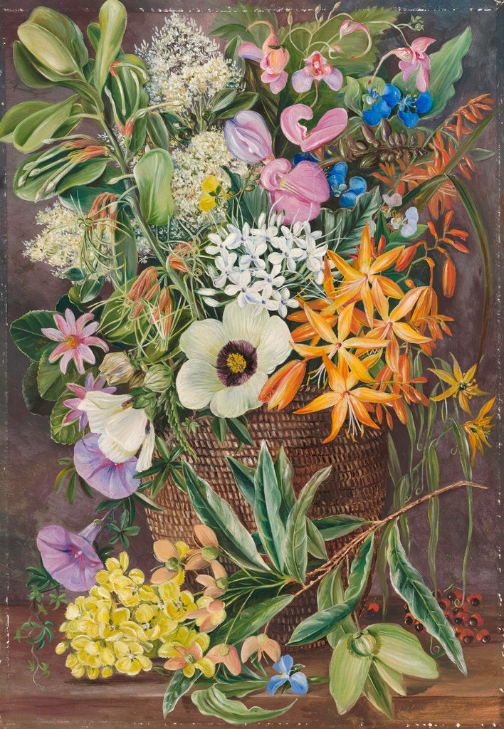Detail of 375. Flowers of St. John's in Pondo Basket. by Marianne North
