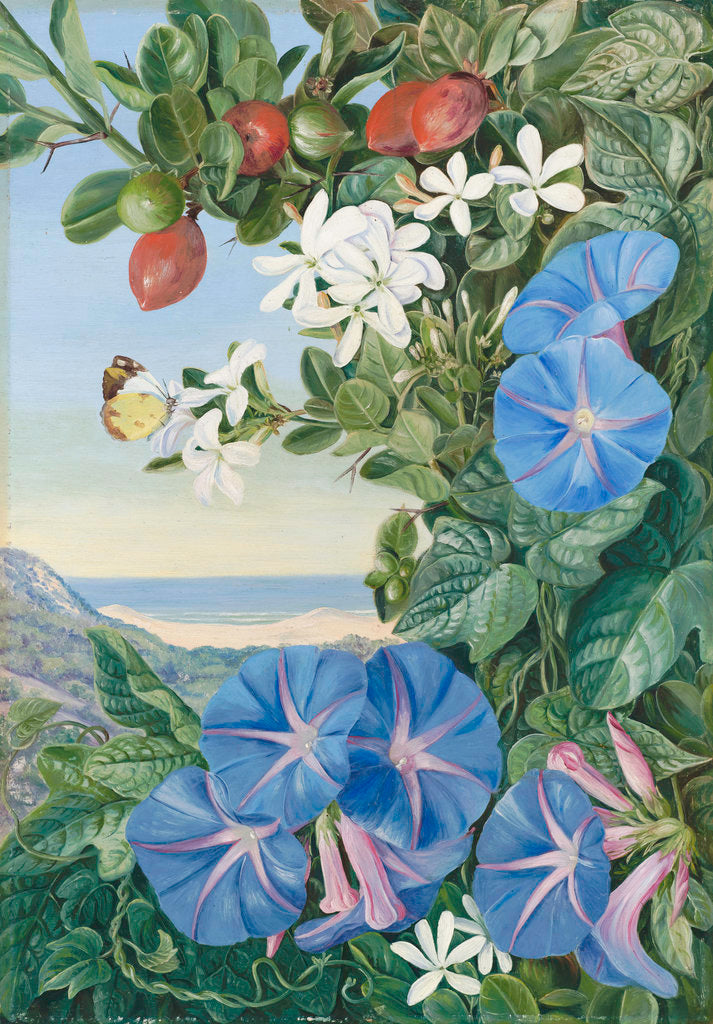 Detail of 378. Amatungula in Flower and Fruit and Blue Ipomoea, South Africa. by Marianne North