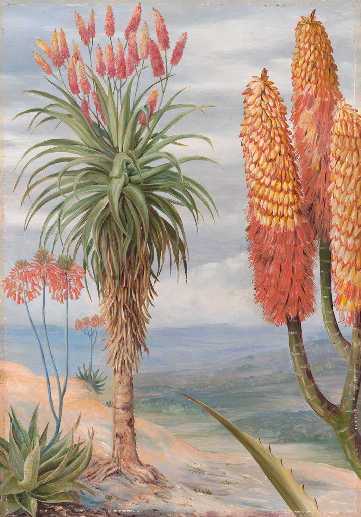 Detail of 386. Aloes at Natal. by Marianne North