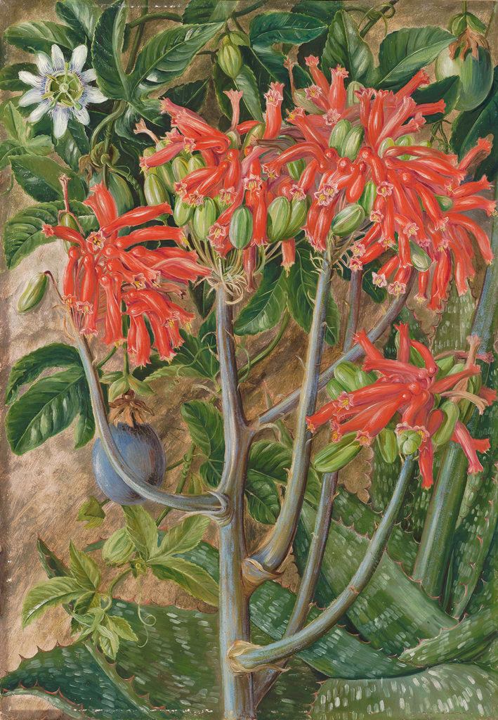 Detail of 387. Aloe and Passionflower, South Africa. by Marianne North
