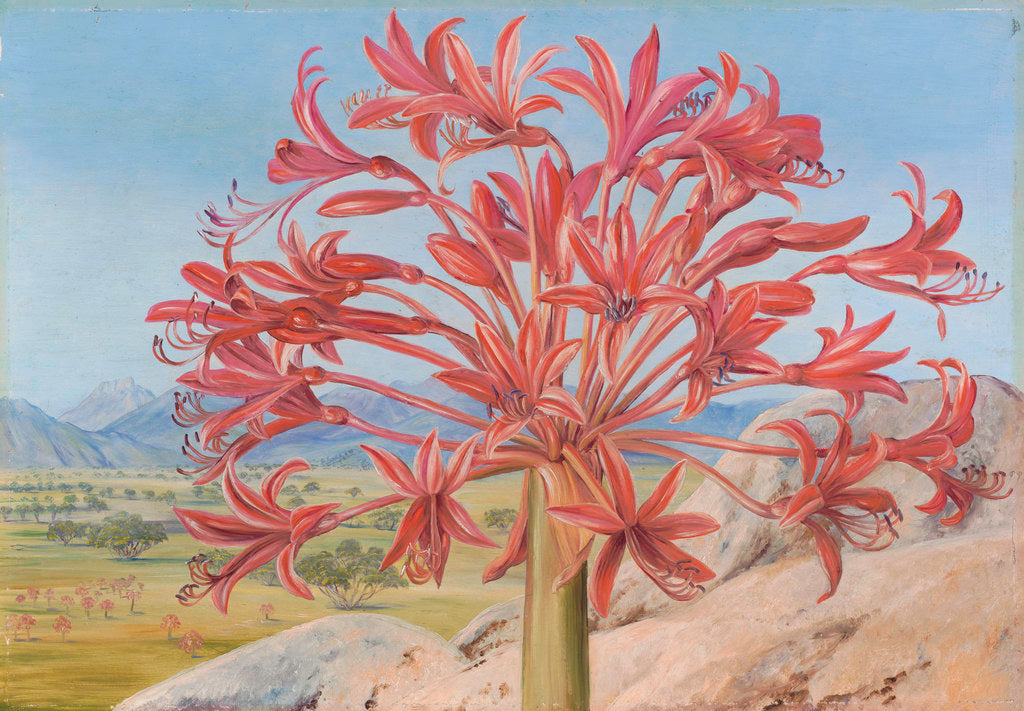 Detail of 399. Brunsvigia multiflora, near Queenstown, South Africa. by Marianne North