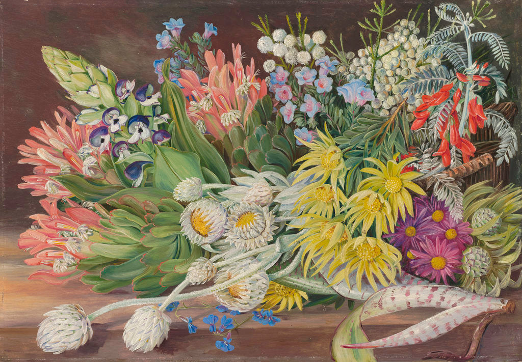 Detail of 405. A Medley of Flowers from Table Mountain, Cape of Good Hope. by Marianne North