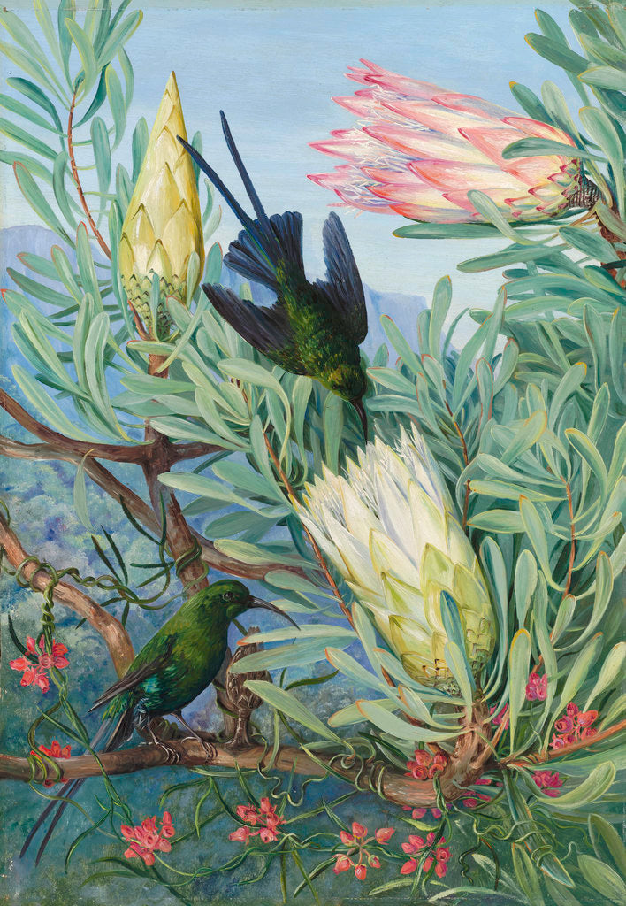 Detail of 415. Honeyflowers and Honeysuckers, South Africa. by Marianne North