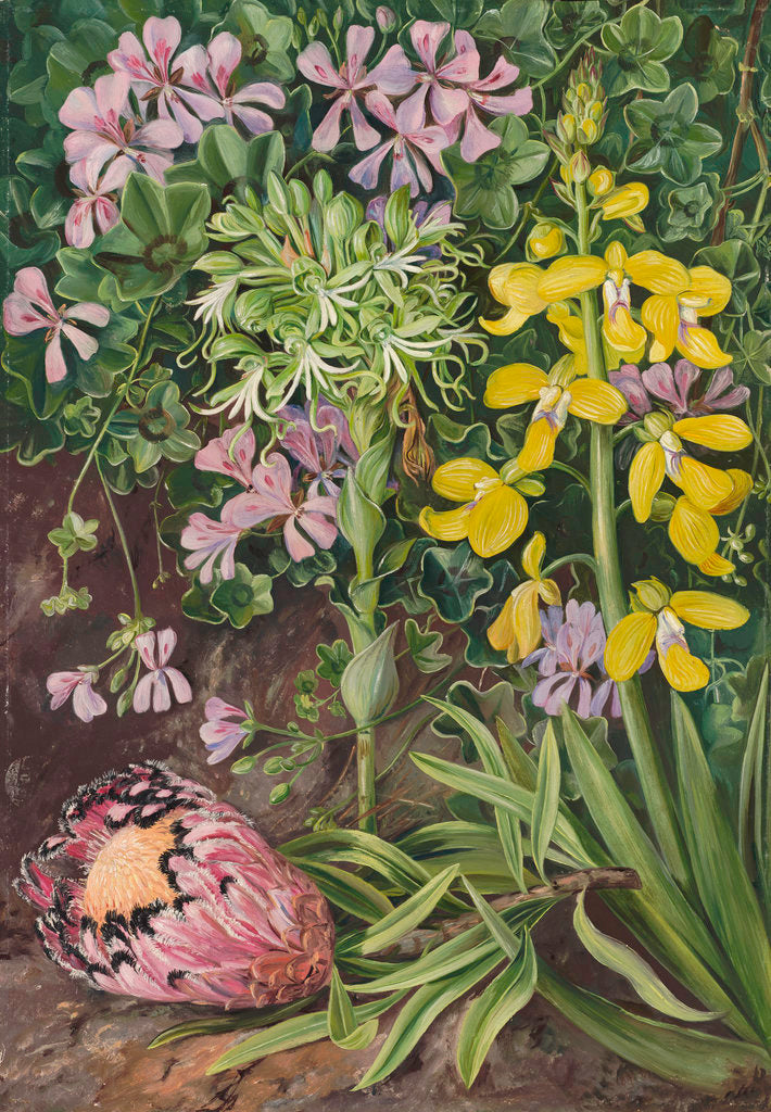 Detail of 416. An Old Friend and its Associates in South Africa. by Marianne North