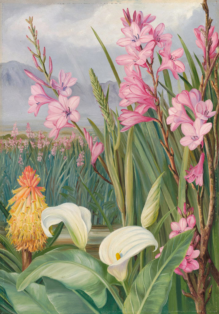 Detail of 417. Beauties of the Swamps at Tulbagh, South Africa. by Marianne North
