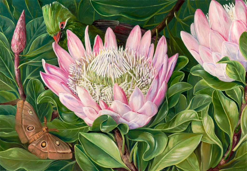 Detail of 419. Not one Flower, but many in one, Van Staaden's Kloof. by Marianne North
