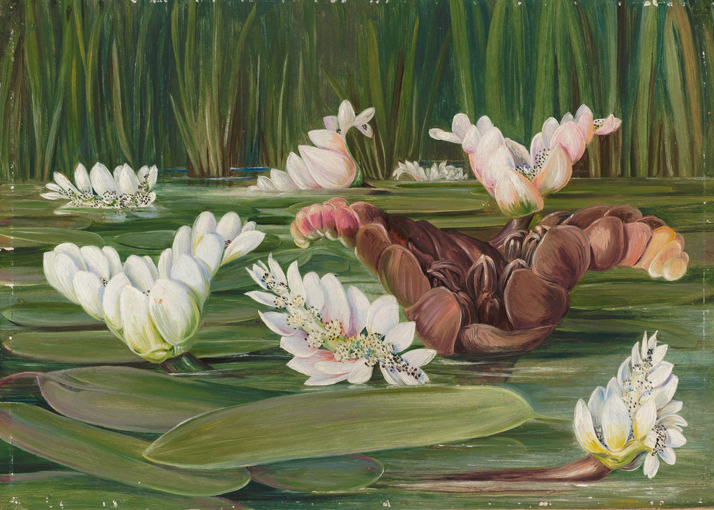 Detail of 420. A South African Water-Plant in Flower and Fruit. by Marianne North