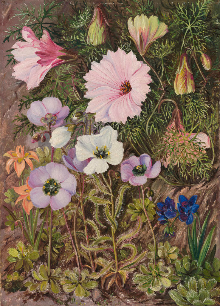 Detail of 422. South African Sundews and other Flowers. by Marianne North