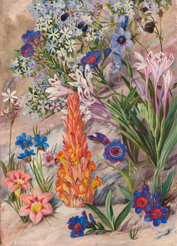 Detail of 423. A Medley from Groot Post, South Africa. by Marianne North
