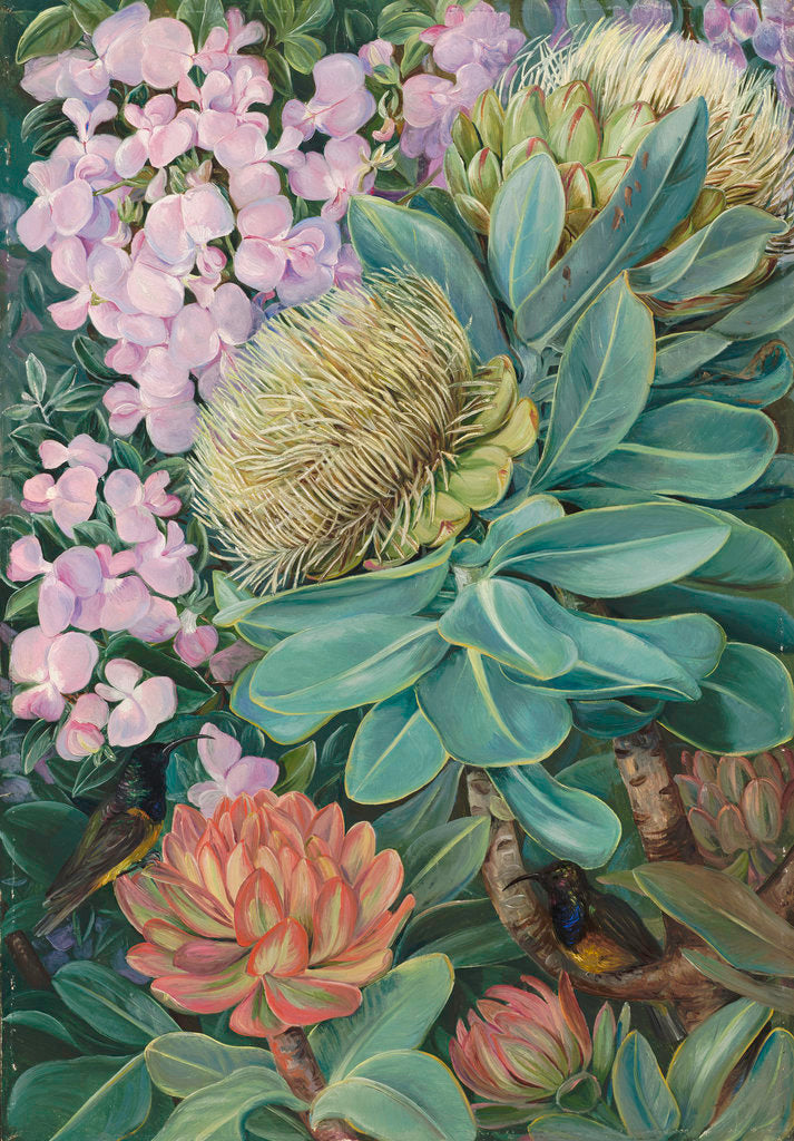 Detail of 429. Flowers of the Wagenboom and a Podalyria, and Honeysuckers. by Marianne North