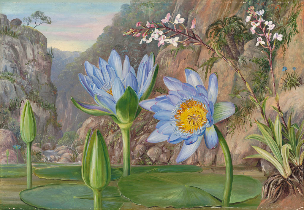 Detail of 430. Water-Lily and surrounding vegetation in Van Staaden's Kloof. by Marianne North