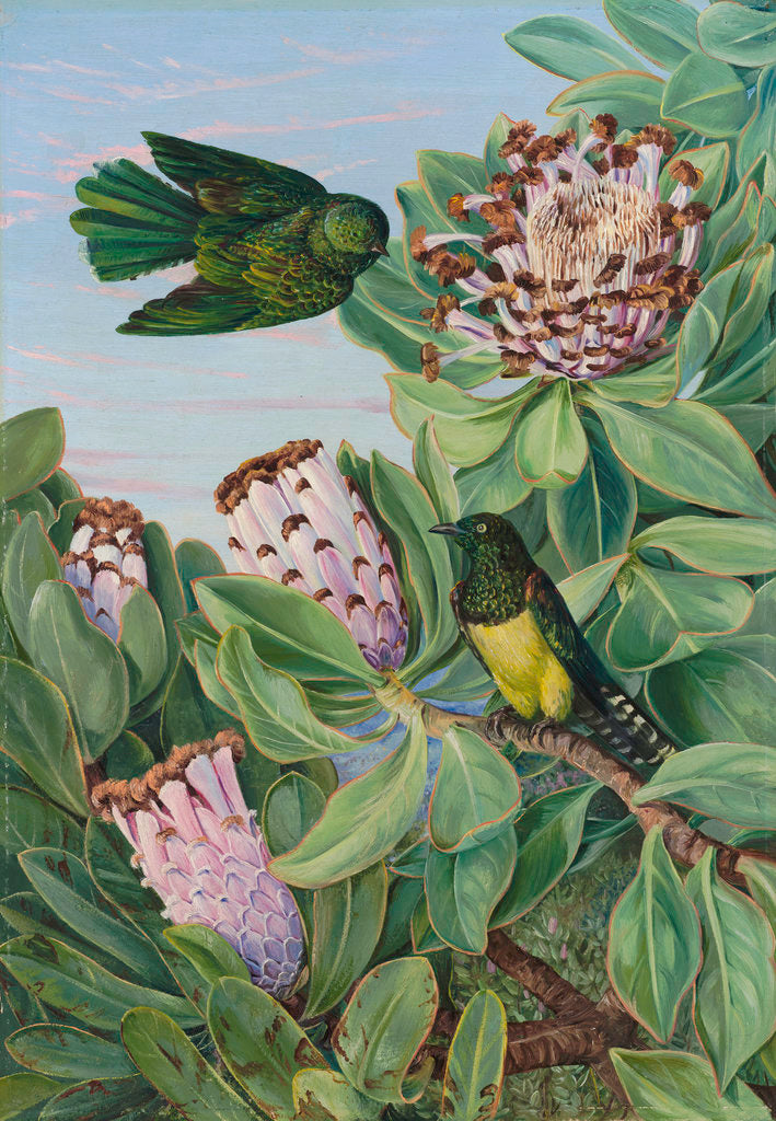 Detail of 435. Protea and Golden-breasted Cuckoo, of South Africa. by Marianne North