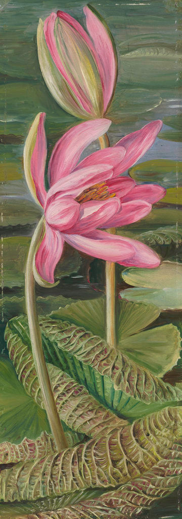 Detail of 455. Red Water-Lily. by Marianne North