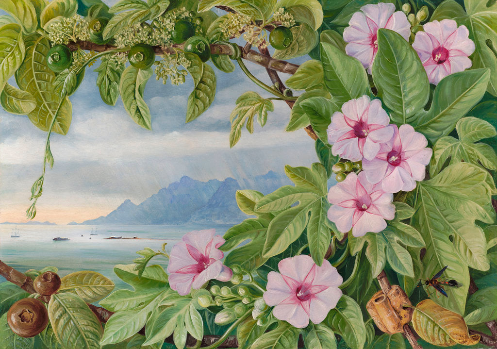 Detail of 460. Ipomoea and Vavangue with Mahe Harbour in the distance. by Marianne North